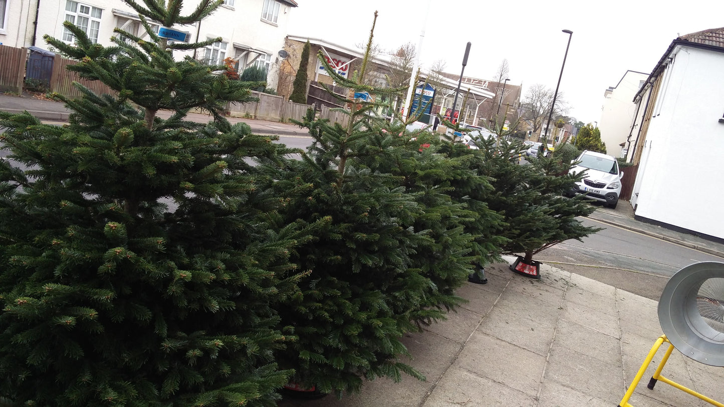 Premium Grade Christmas Tree - Collect in Store - Ross Cycles Caterham