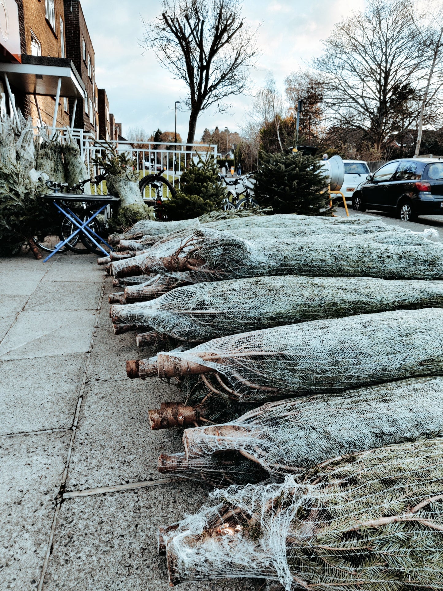 Premium Grade Christmas Tree - Collect in Store - Ross Cycles Caterham