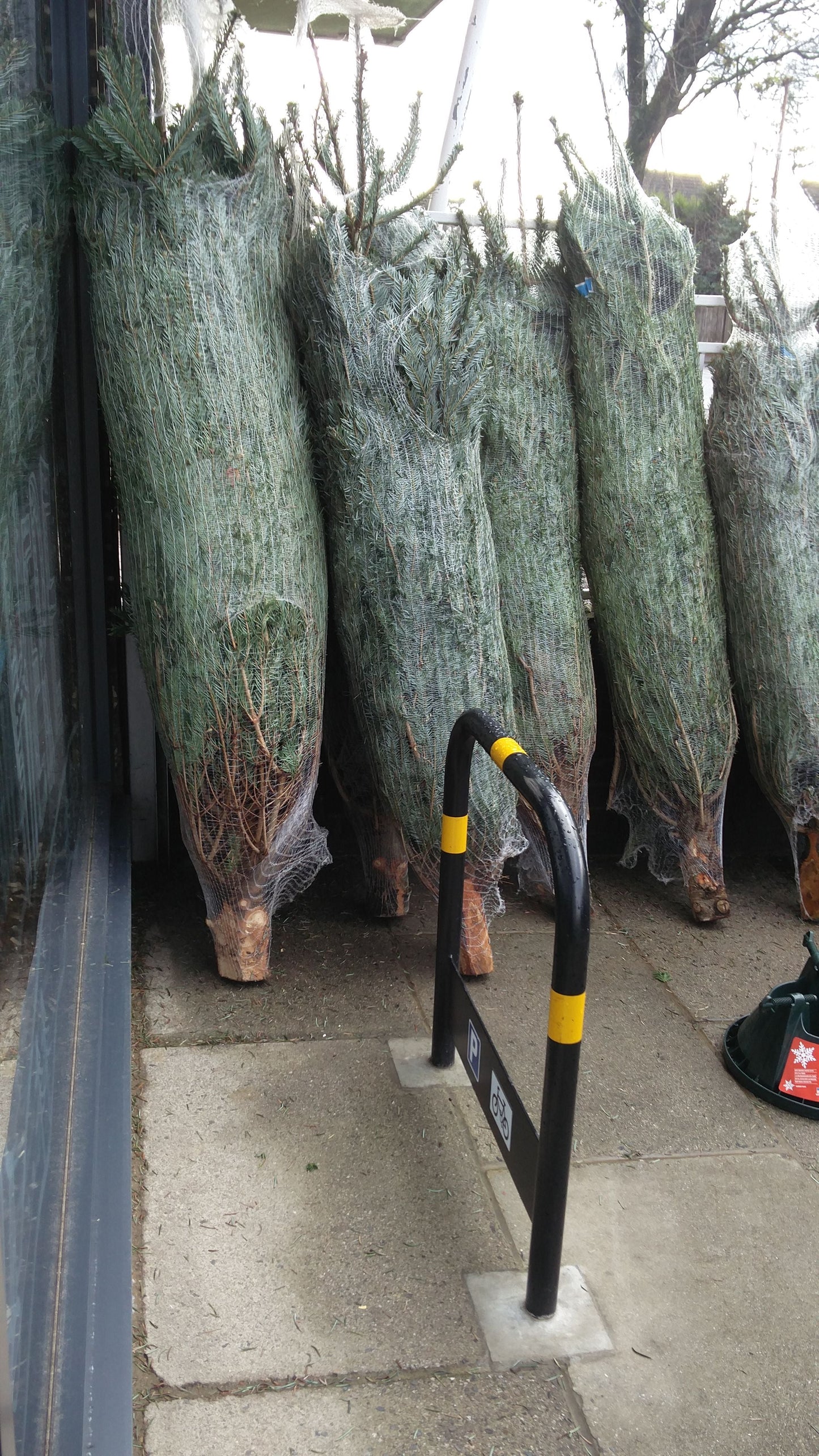 Premium Grade Christmas Tree - Collect in Store - Ross Cycles Caterham