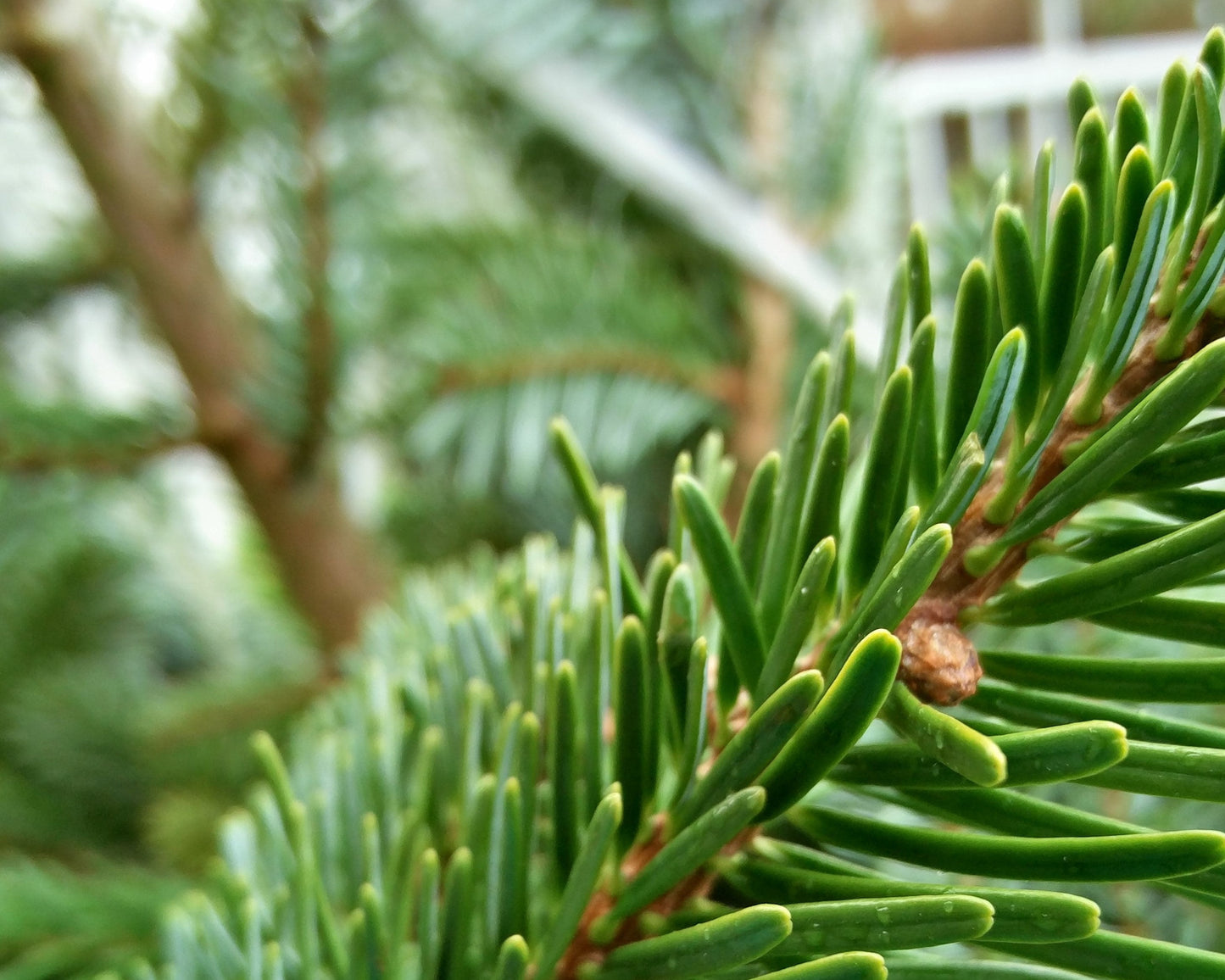 Premium Grade Christmas Tree - Collect in Store - Ross Cycles Caterham