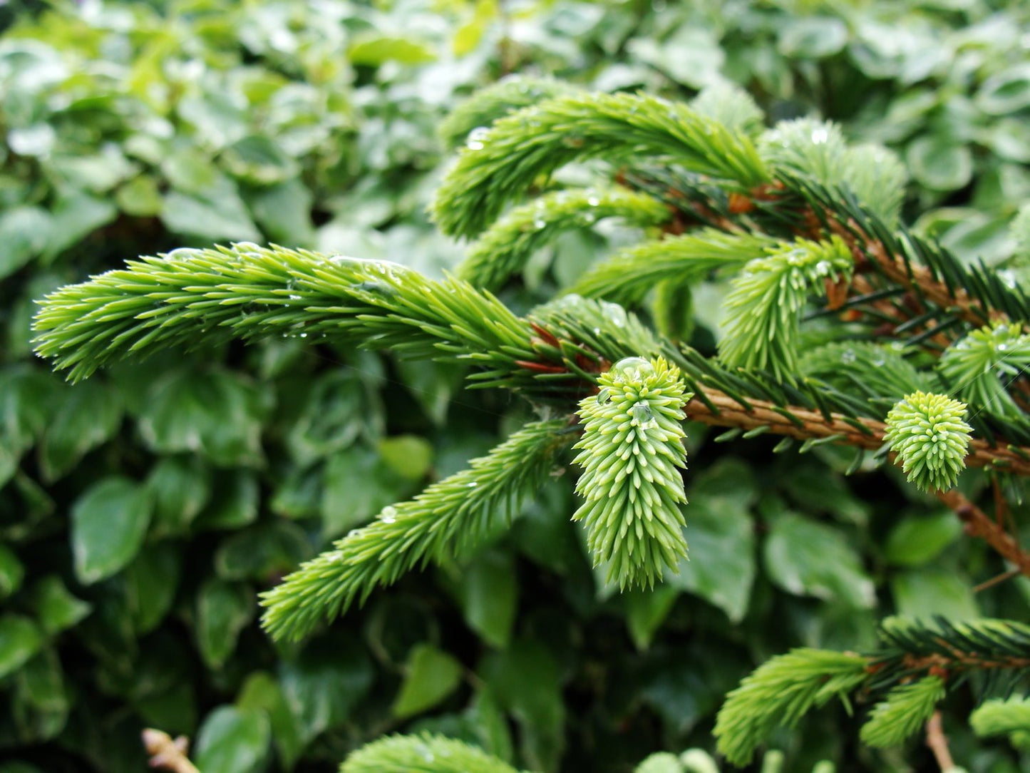 Premium Grade Christmas Tree - Collect in Store - Ross Cycles Caterham