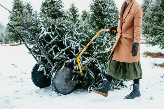 Christmas Tree Door Step Collection and Disposal 2025 - Ross Cycles Caterham