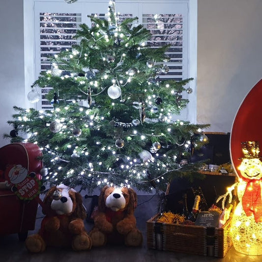 Premium Grade Christmas Tree - Collect in Store - Ross Cycles Caterham
