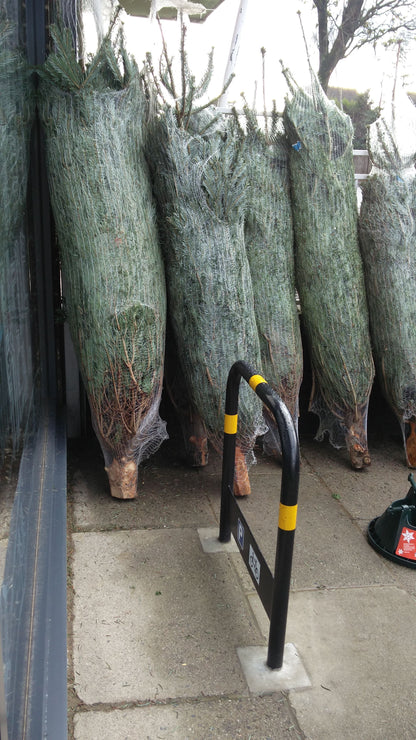 Premium Grade Christmas Trees - Ross Cycles Caterham
