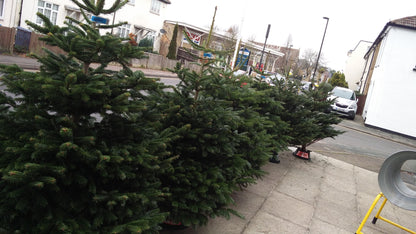 Premium Grade Christmas Trees - Ross Cycles Caterham