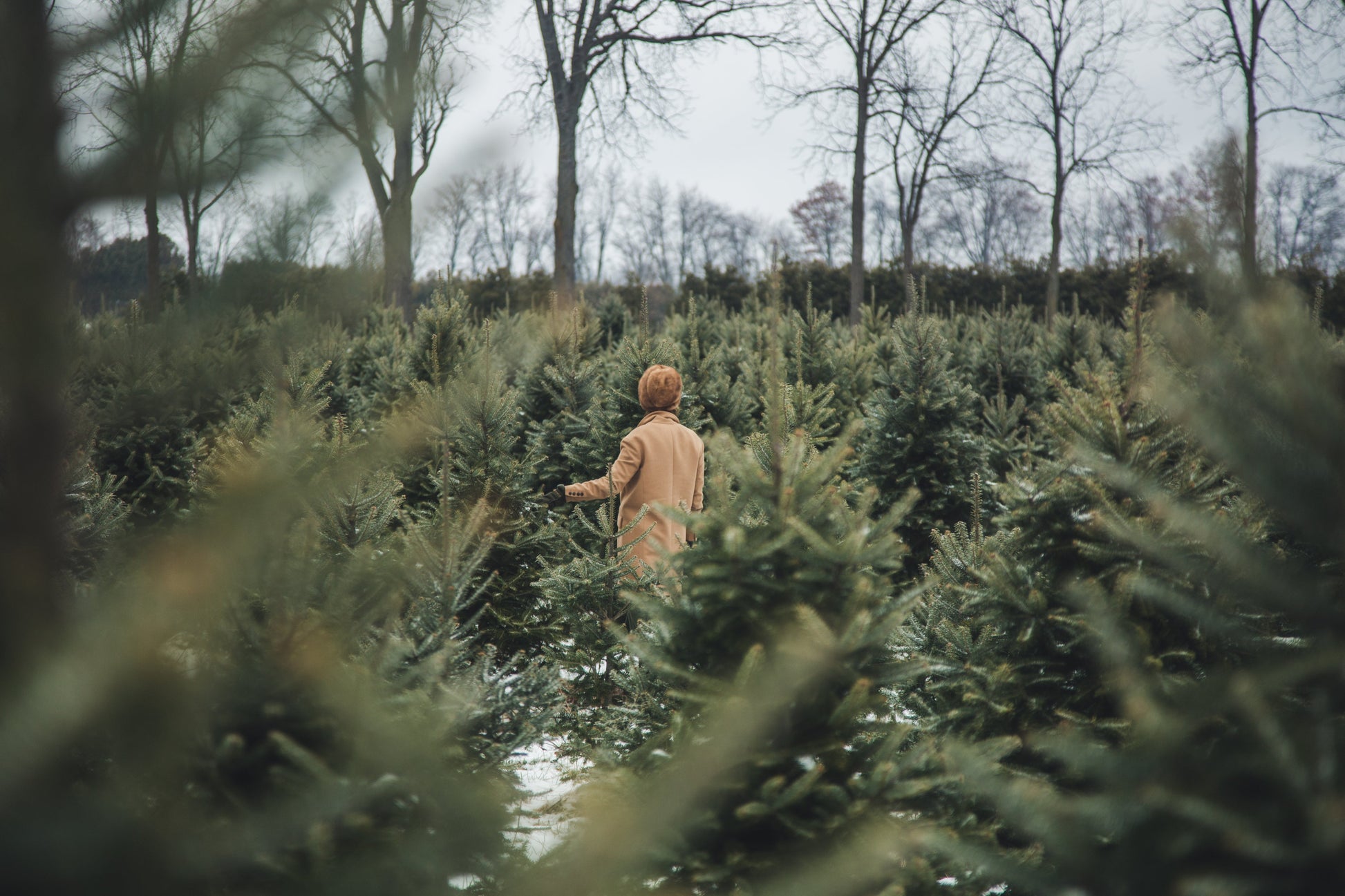 Premium Grade Christmas Trees - Ross Cycles Caterham