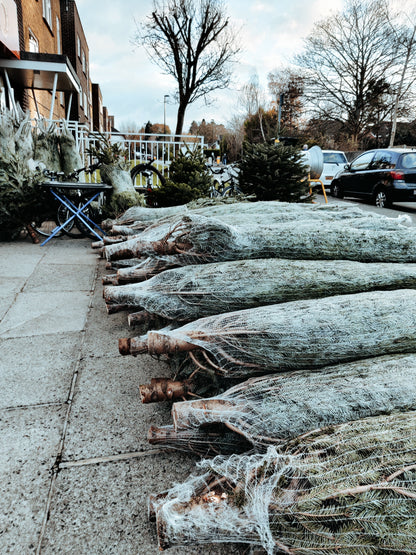 Premium Grade Christmas Trees - Ross Cycles Caterham
